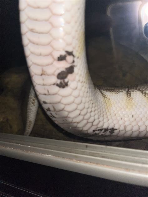 Image result for Bold Python Snake Burn Scale