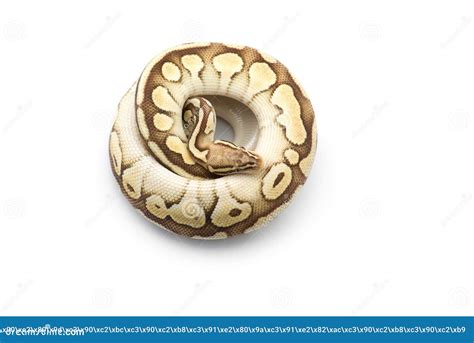 Image result for Normal Royal Python White Background