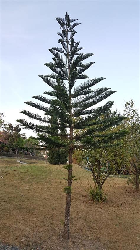 Image result for Pine Pollen Cell