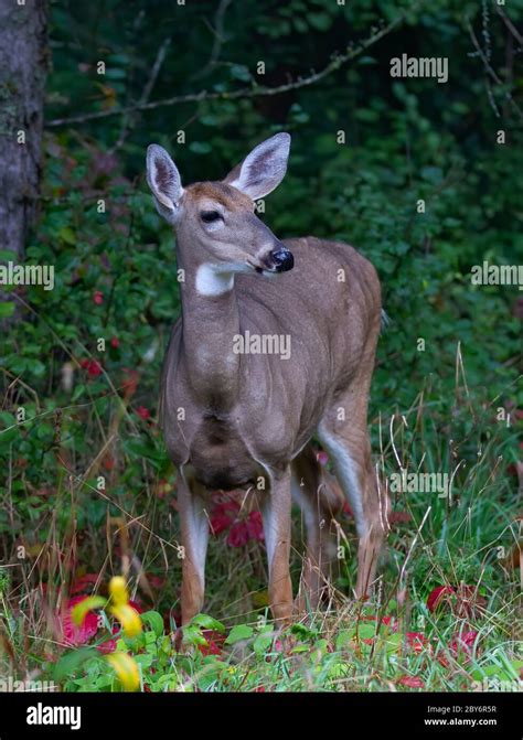 Image result for Doe You Want Free Robux