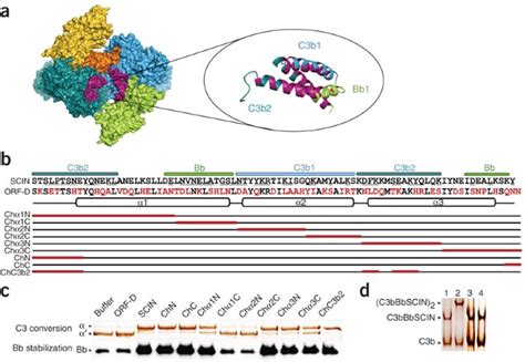Toradh íomhá ar Stabilized C3 Convertase