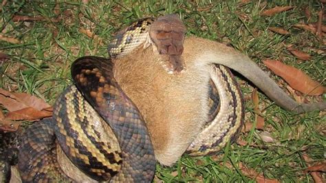 Toradh íomhá ar Python Eating Rock Walkaby
