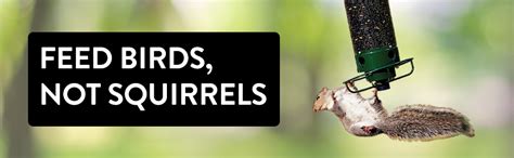 Droll Yankees కోసం చిత్ర ఫలితం