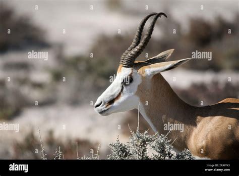Wild Animals Springbok に対する画像結果