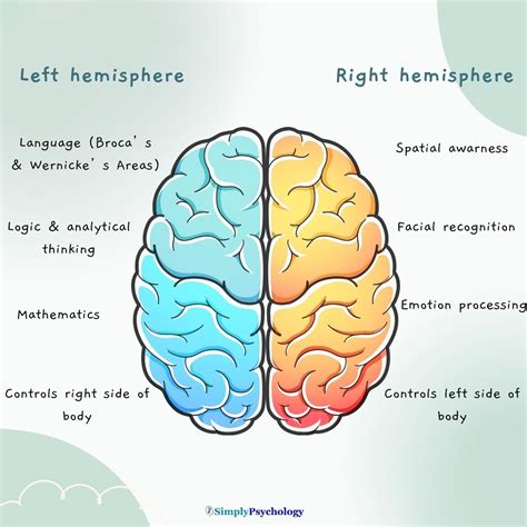 brain hemisphere differences に対する画像結果