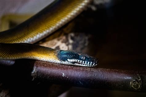 Image result for Pet White Python