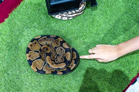 Image result for Ball Python Swimming