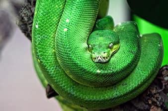 green tree python, python, tree python, green, tree, snake, toxic ...