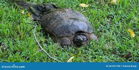 Afbeeldingsresultaten voor snapping turtle eggs