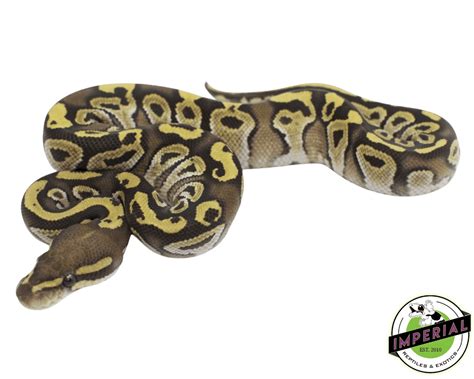 Image result for Fire Mojave Ball Python