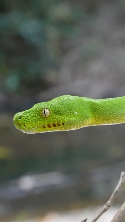 Most Beautiful Python に対する画像結果