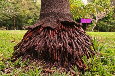 Palm Tree Root System に対する画像結果