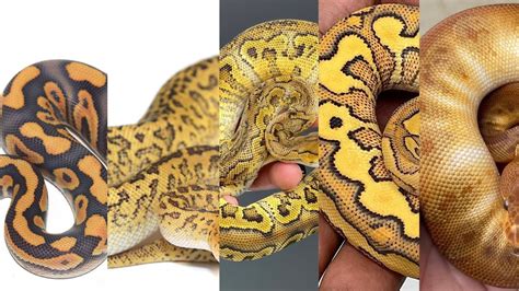 Image result for Double Recessive Ball Python