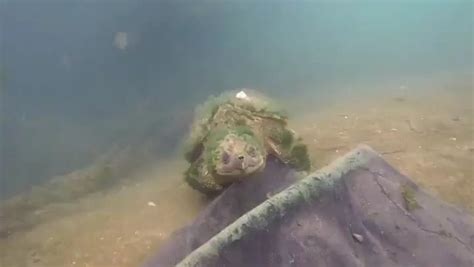 Résultat d’images pour Very Old Snapping Turtle Shell