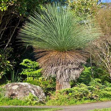 Toradh íomhá ar Deciduous Native Australian Trees