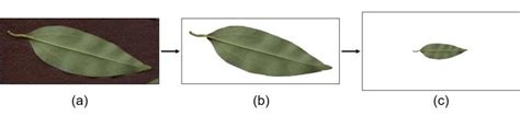 Image result for Wild Leaf Segmentation Python