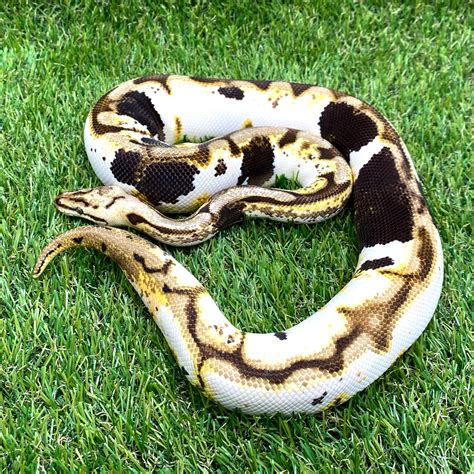 تصویر کا نتیجہ برائے Spider Ball Python