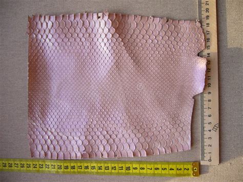 תוצאת תמונה עבור Desert Python Skin