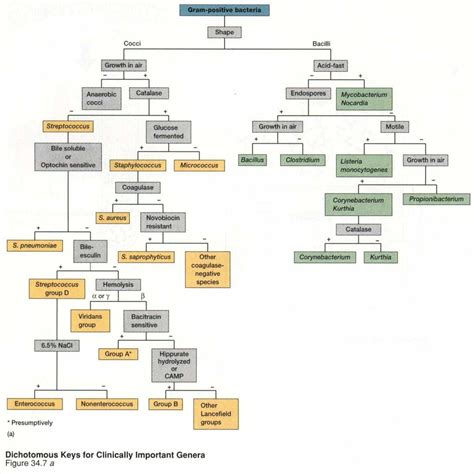 Image result for Gram positive Cocci Flow Chart