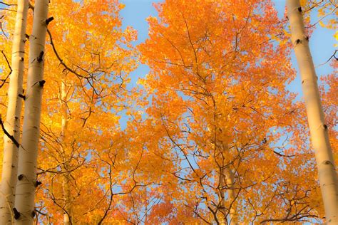 Aspen Tree Root System に対する画像結果