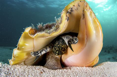 Image result for How to Cook Queen Conch