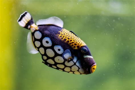 Types of Triggerfish に対する画像結果