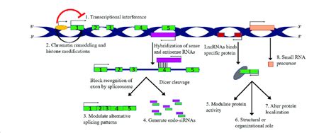 Image result for Non-Coding RNA Animation