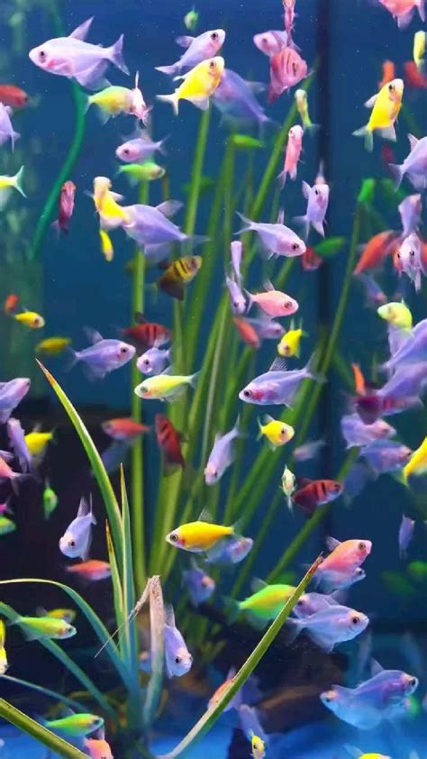 Gar Fish with Flowers に対する画像結果