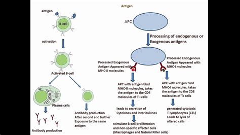 Image result for Humoral Cellular Immunity