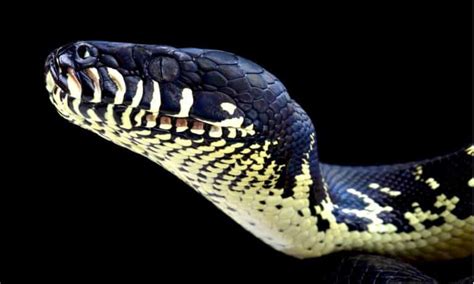 Image result for Booleans Python Animal