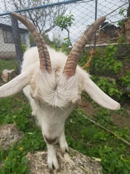 Afbeeldingsresultaten voor Scary Goat