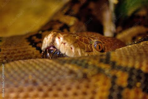 Python Snake Wallpaper 1080P에 대한 이미지 결과