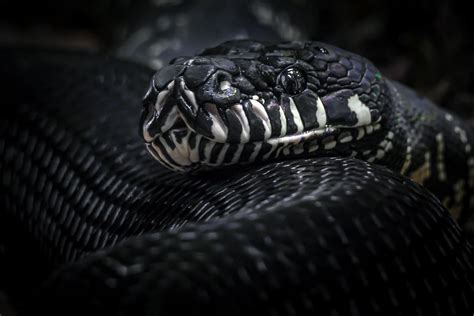 Image result for Boelens Python Snake