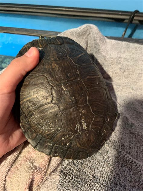 Shell Rot Turtle Affects に対する画像結果