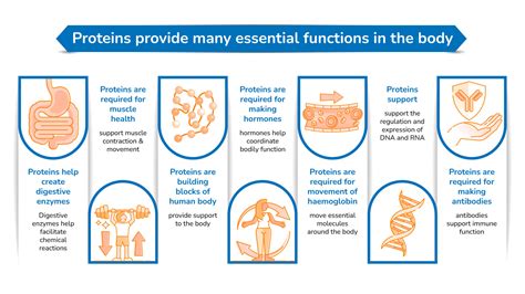 Image result for Protein for Body