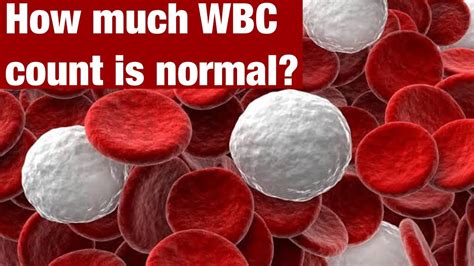 Image result for WBC Count