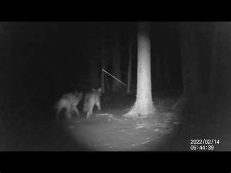 Afbeeldingsresultaten voor Trail Camera Pick Up