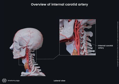 Toradh íomhá ar Common Carotid Artery Diagram