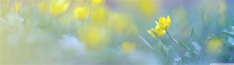 Image result for Spring Dual Monitor Wallpaper