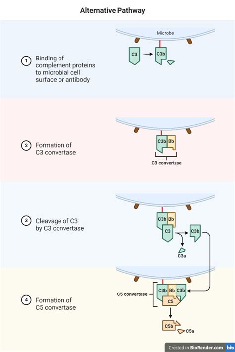 Image result for Phagocytic Process Alternative Complement Cascade