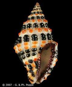 Image result for Most Rare Sea Shells