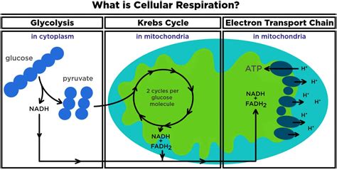 Cellular Respiration Easy に対する画像結果