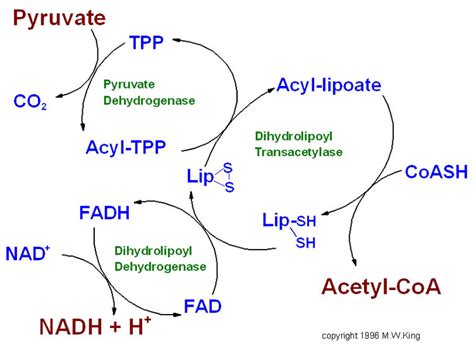 Image result for Pyruvate Oxidation Products
