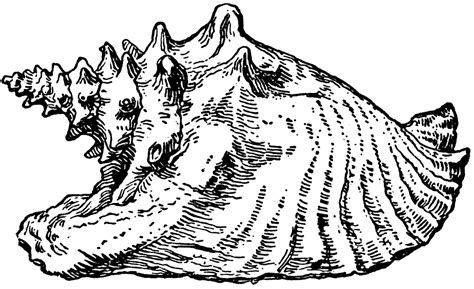 Conch Shell Drawing Lotf に対する画像結果