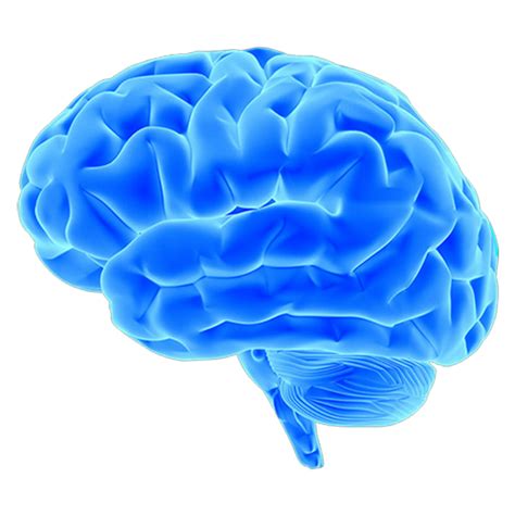 Brain Vector Drawing PNG に対する画像結果