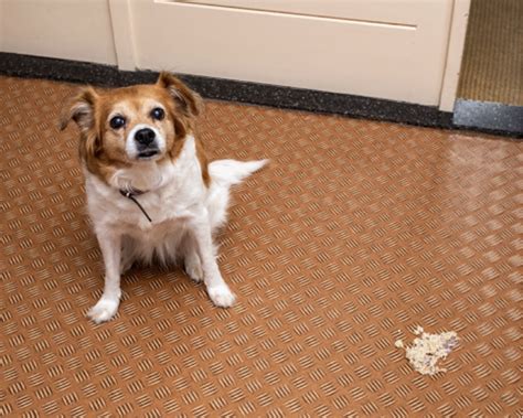 Image result for Rust Color Poop