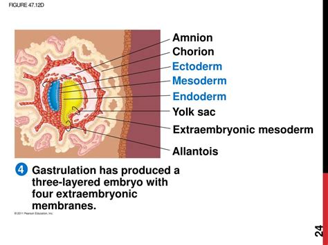 Image result for Animal Development Models