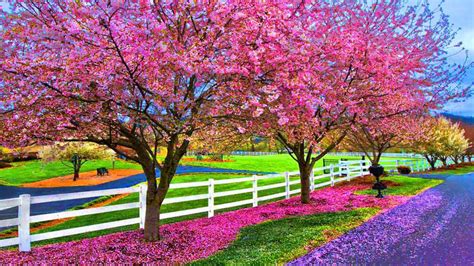Image result for Colorful Spring Desktop Wallpaper