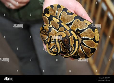 Toradh íomhá ar A Snake Called Python