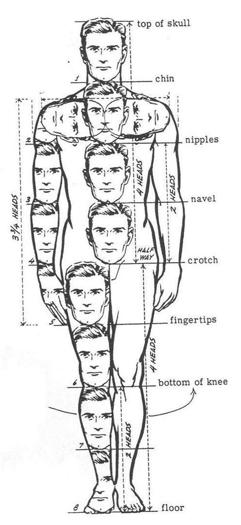 Afbeeldingsresultaten voor Proportion Anatomie Corps Humain